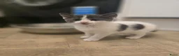 Mixed Breed cats for sale: 3 x female kittens in Hull - Advert 11