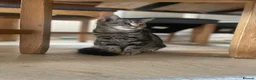 Mixed Breed cats for sale: 3 four month old kittens for sale.  - Advert 2