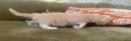 Maine Coon cats for sale: 3 Gorgeous Maine Coon x kittens - Advert 14