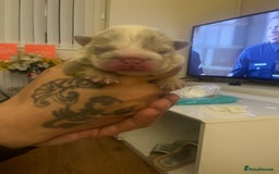 English Bulldog dogs for sale: English Bulldogs  - Image 1
