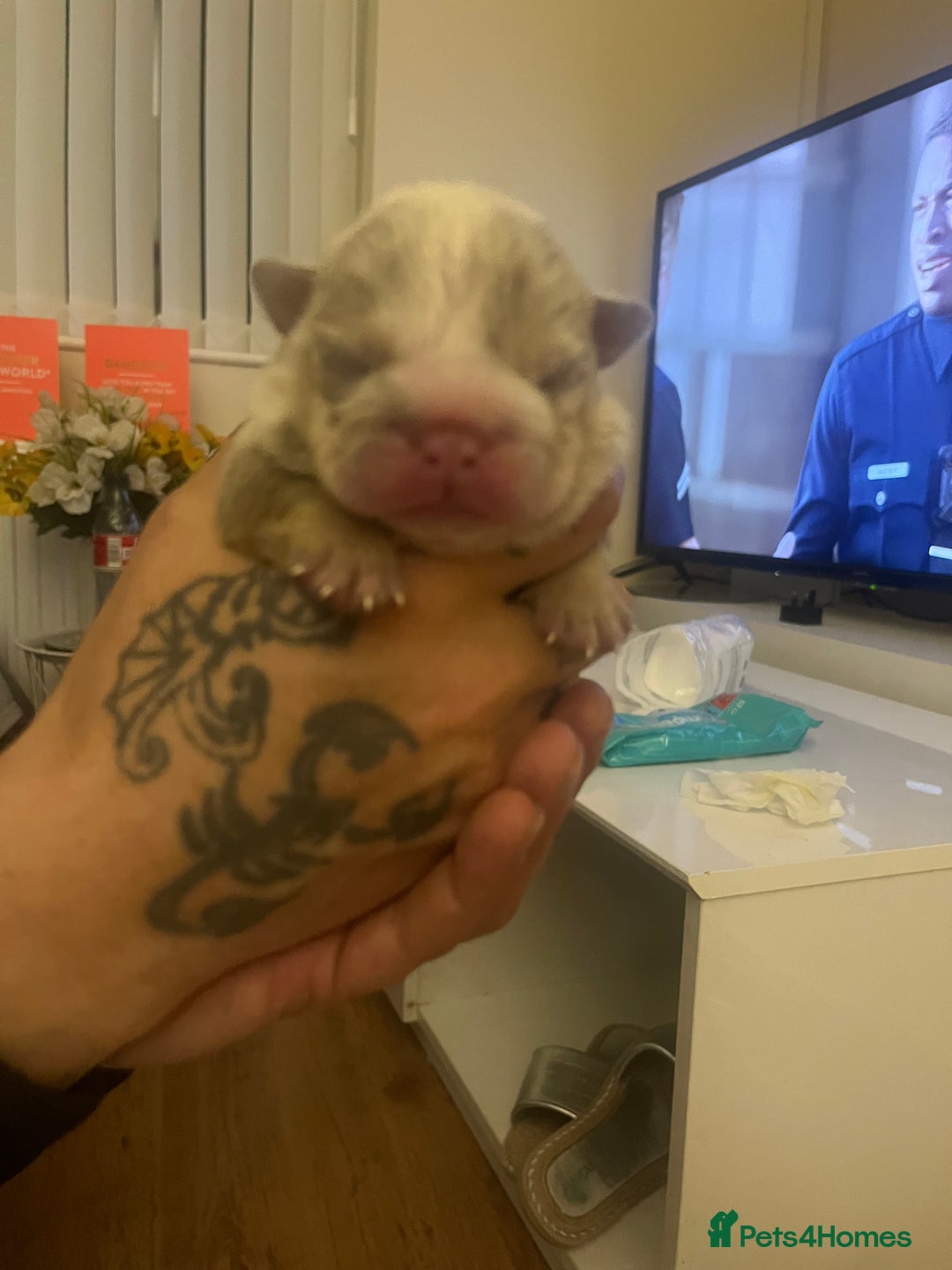 English Bulldog dogs for sale: English Bulldogs  - Image 1