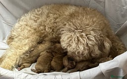 Cavapoochon dogs for sale: Cavapoochon Puppies ready from 20th December 2025  - Advert 22