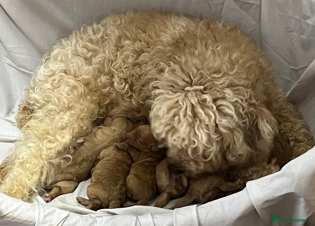 Cavapoochon dogs for sale: Cavapoochon Puppies ready from 20th December 2025  - Advert 22