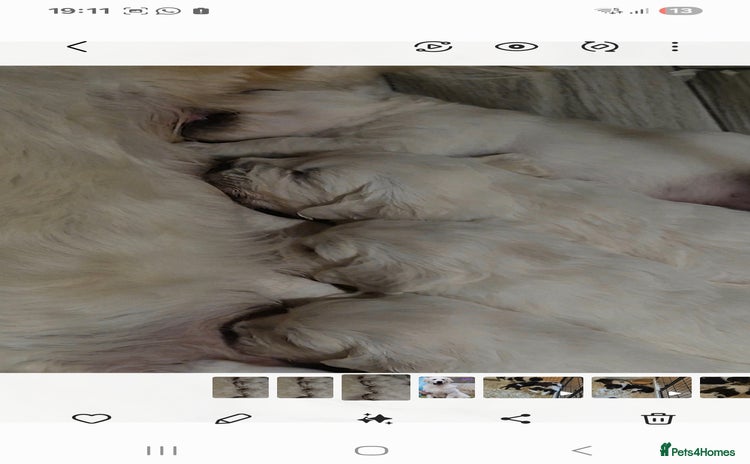 Golden Retriever dogs Show type Golden Retrievers health tested parents - Advert 1