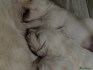 Golden Retriever dogs Show type Golden Retrievers health tested parents - Advert 5