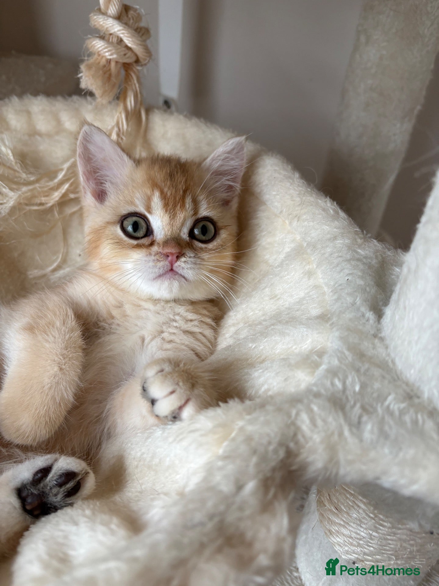 British Shorthair cats ⭐ ONLY ONE KITTEN LEFT! ⭐ - Advert 2
