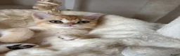 British Shorthair cats for sale: ⭐ ONLY ONE KITTEN LEFT! ⭐ - Advert 7