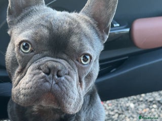 French Bulldog dogs - Advert 9