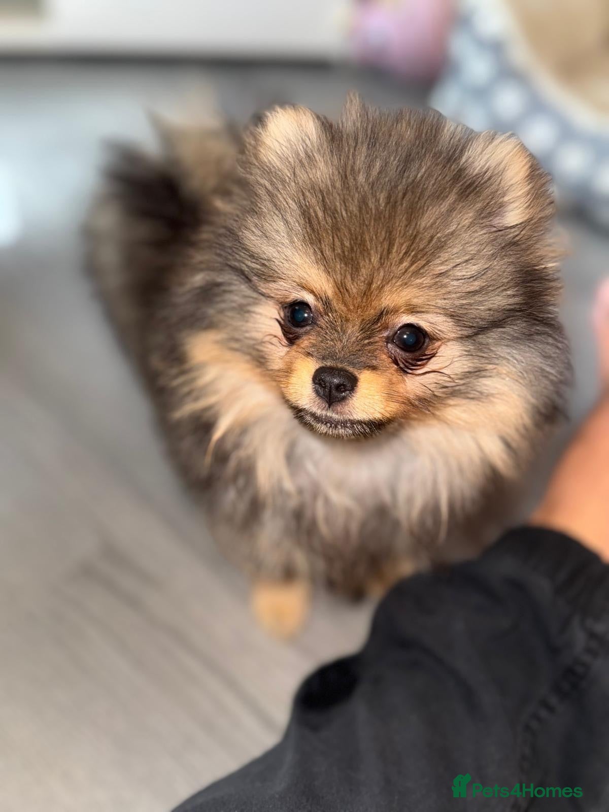 Pomeranian dogs Beautiful extra small Pomeranian puppies  - Advert 1