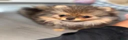 Pomeranian dogs for sale: Beautiful extra small Pomeranian puppies  in Bilston - Advert 5