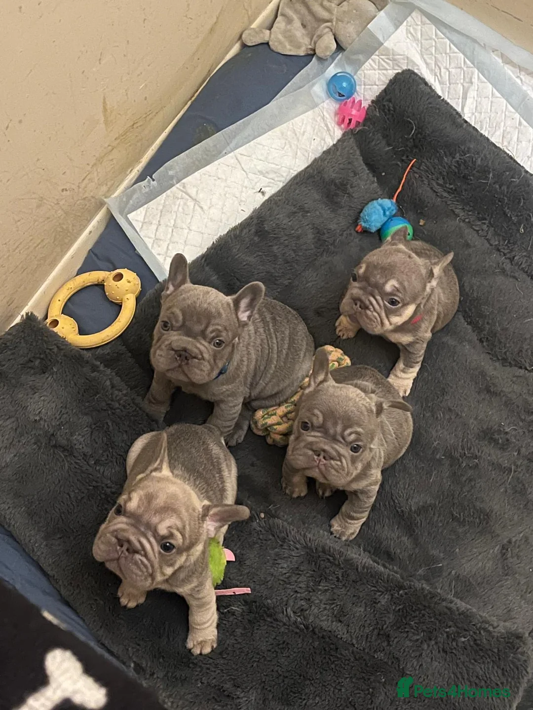 French Bulldog dogs for sale: 2 boys and 1 girl french bulldog  - Advert 6