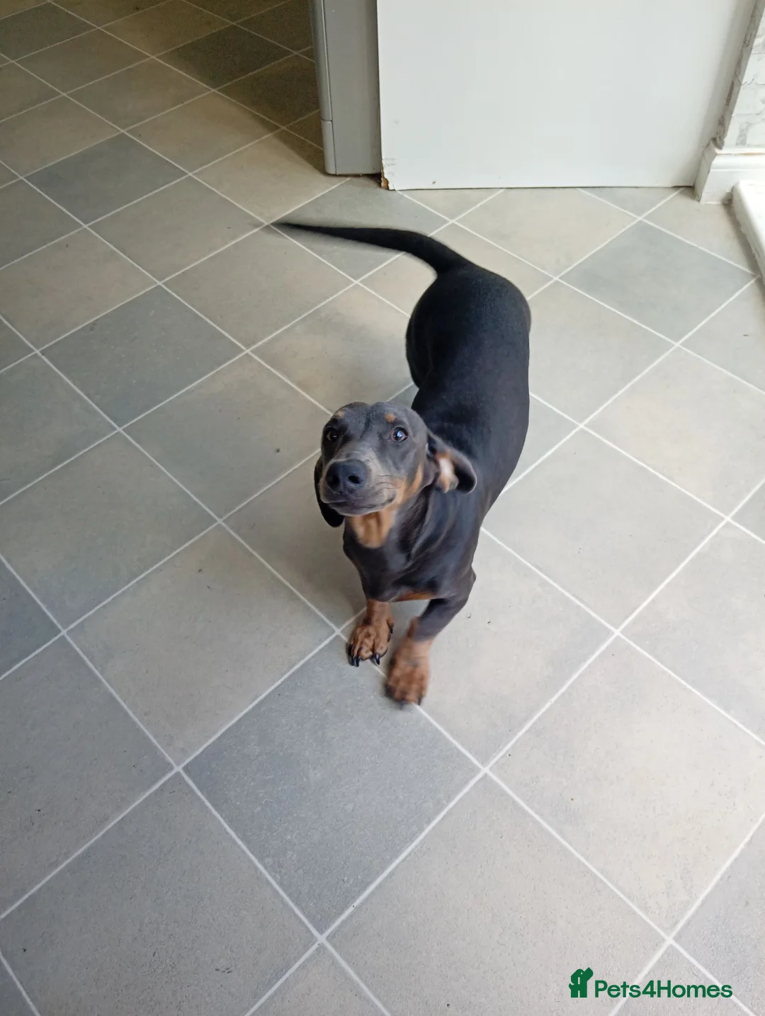 Miniature Dachshund dogs for sale: * miniature dachshund *  in Nuneaton - Advert 14