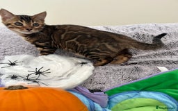 Bengal cats for sale: OUTSTANDING TICA reg BENGAL KITTENS - Image 19