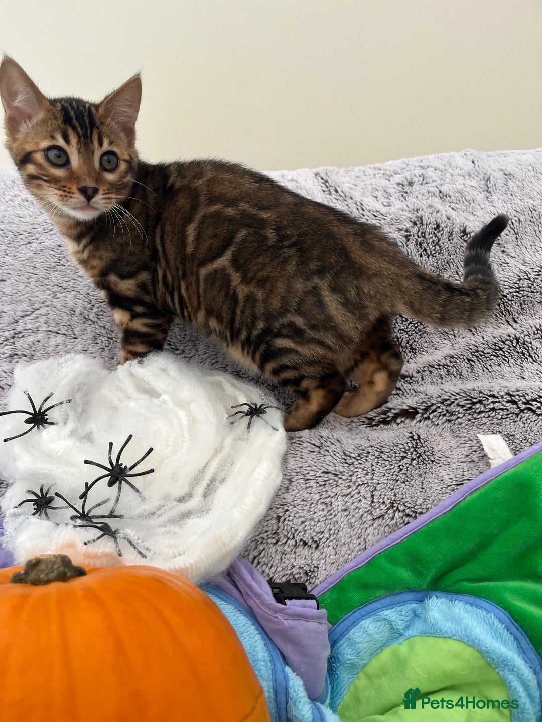 Bengal cats for sale: OUTSTANDING TICA reg BENGAL KITTENS - Image 19