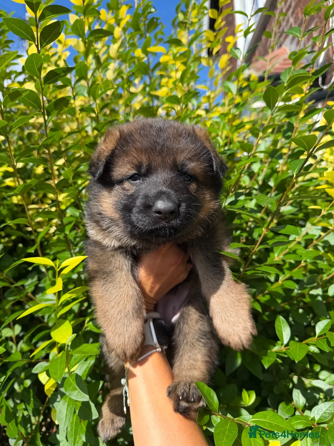 German Shepherd dogs for sale: Beautiful German shepherd pups KC registered  - Advert 11