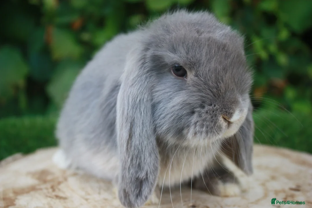 Mini Lop rabbits for sale: Pure bred mini lop baby rabbits  - Advert 5