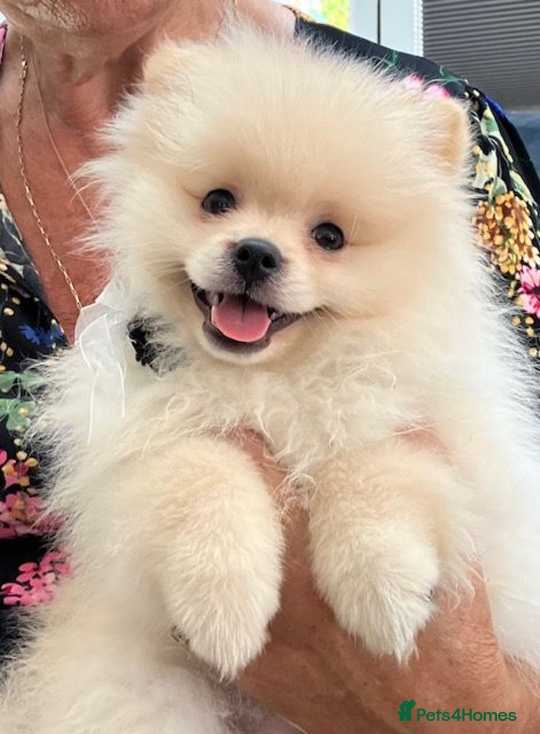 Pomeranian dogs for sale: 1 cream sable Pomeranian puppy. - Image 9