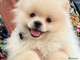 Pomeranian dogs - Advert 18