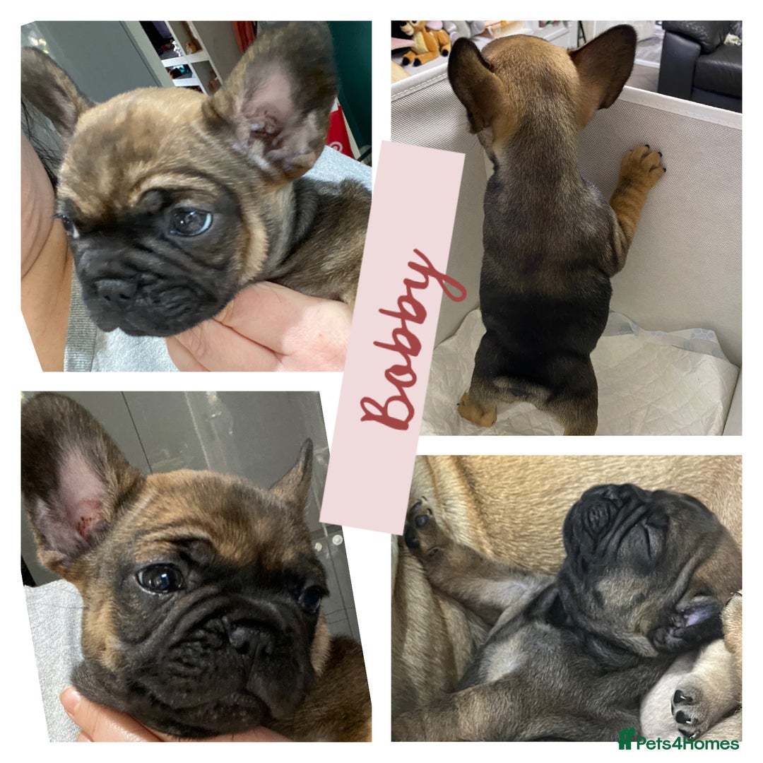 French Bulldog dogs for sale: KC Registered French Bulldogs Blue/Brindle/Fawn - Advert 10