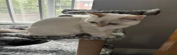 British Shorthair cats for sale: British Shorthair in Hinckley - Advert 6