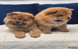 Chow Chow dogs for sale: Beautiful pure bred chow chow puppies for sale  - Image 10