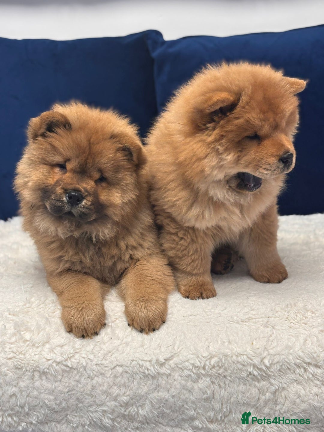 Chow Chow dogs for sale: Beautiful pure bred chow chow puppies for sale  - Image 10