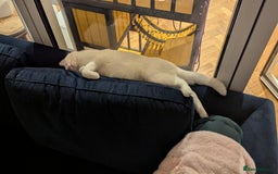 British Shorthair cats for sale: ****** for adoption - Image 4