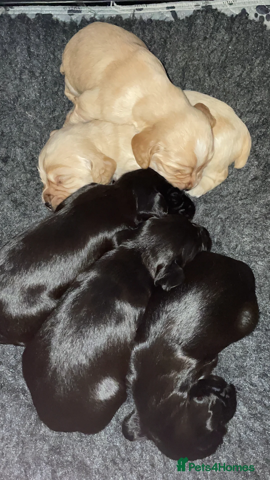 Cocker Spaniel dogs for sale: KC Registered Working Cocker Spaniel Puppies - Advert 2