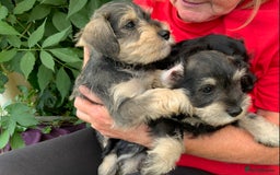 Miniature Schnauzer dogs for sale: Happy healthy miniature Schauzer puppies - Image 22