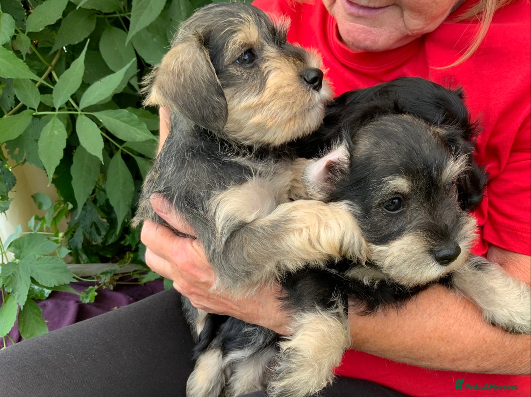 Miniature Schnauzer dogs for sale: Happy healthy miniature Schauzer puppies - Image 22