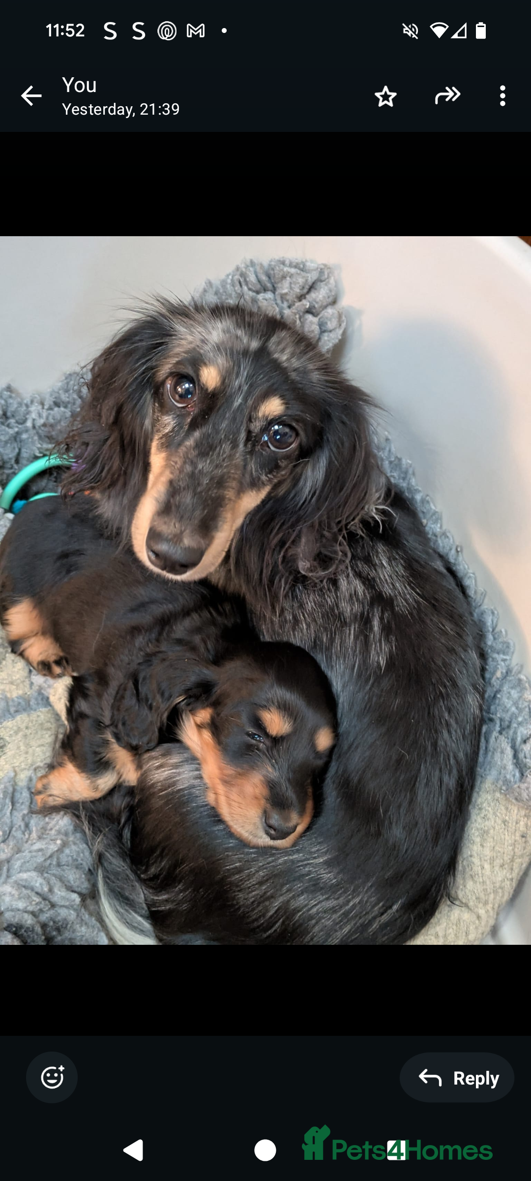 Miniature Dachshund dogs for sale: **Ready Now** Long Haired KC PRA Clear - Image 3