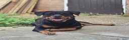 Rottweiler dogs for sale: Athena sweet girl Looking for Loving Home - Advert 13