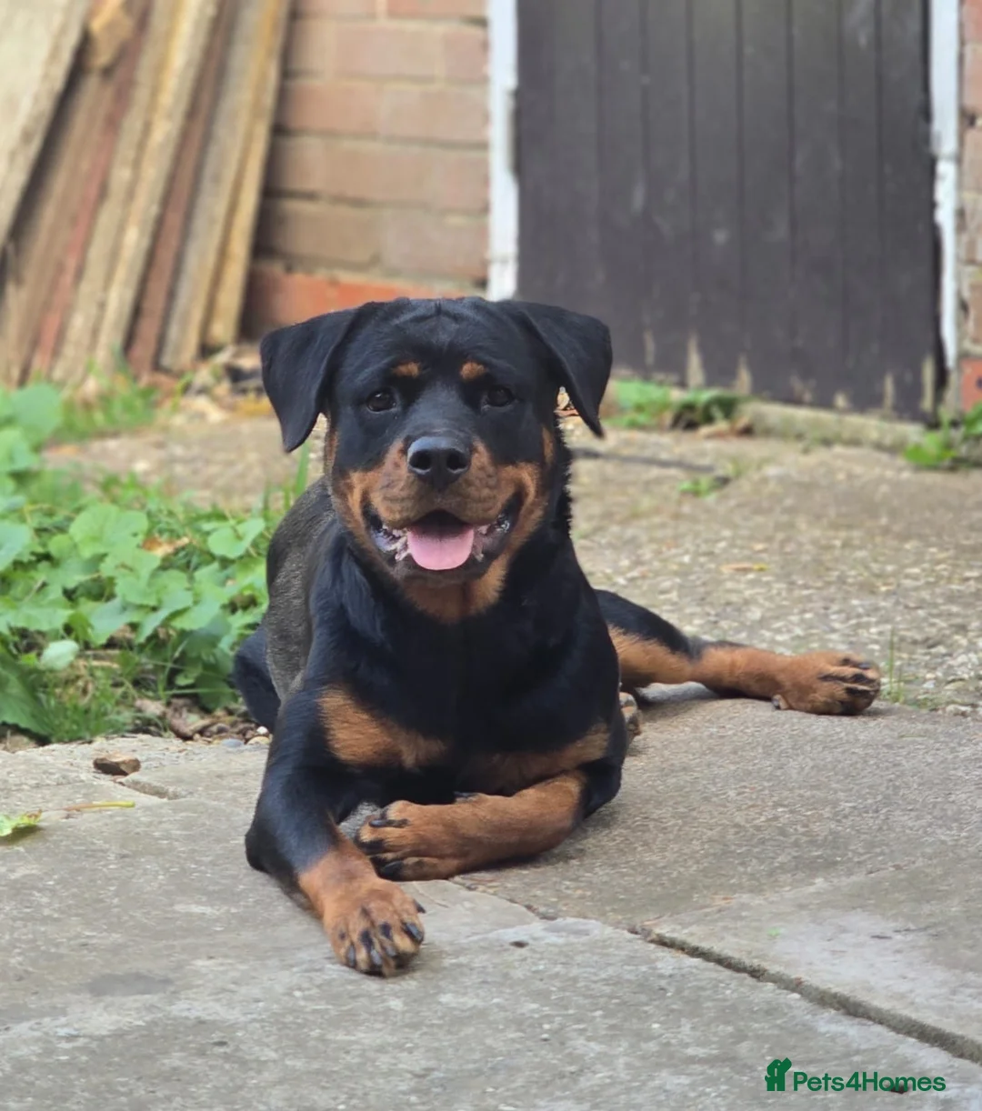 Rottweiler dogs for sale: Athena sweet girl Looking for Loving Home - Advert 13