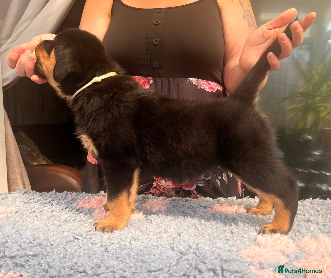 Rottweiler dogs for sale: Superb litter of dual purpose Rottweiler puppies. - Image 24