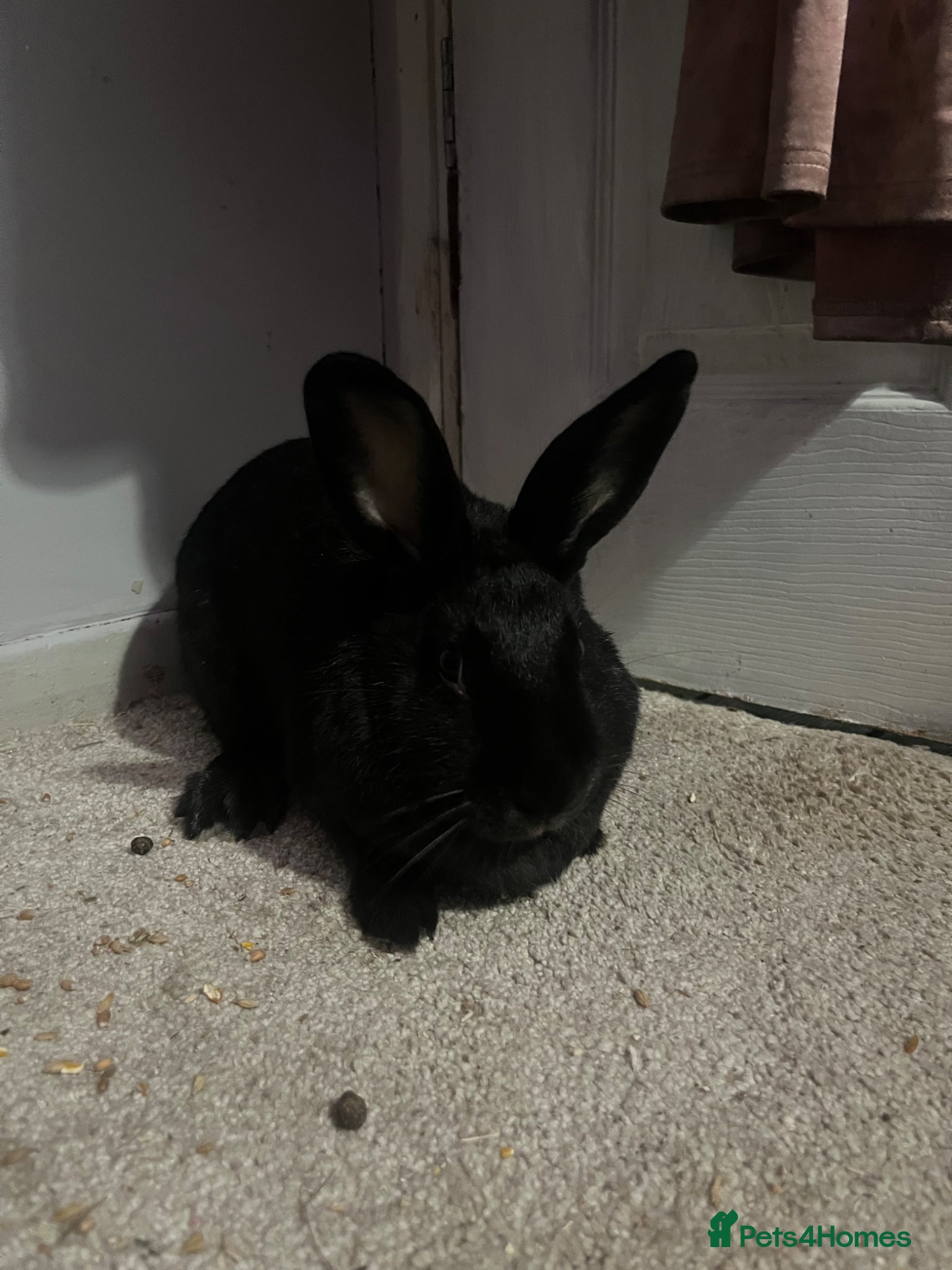 Mixed Breed rabbits female rabbit for sale  - Advert 2