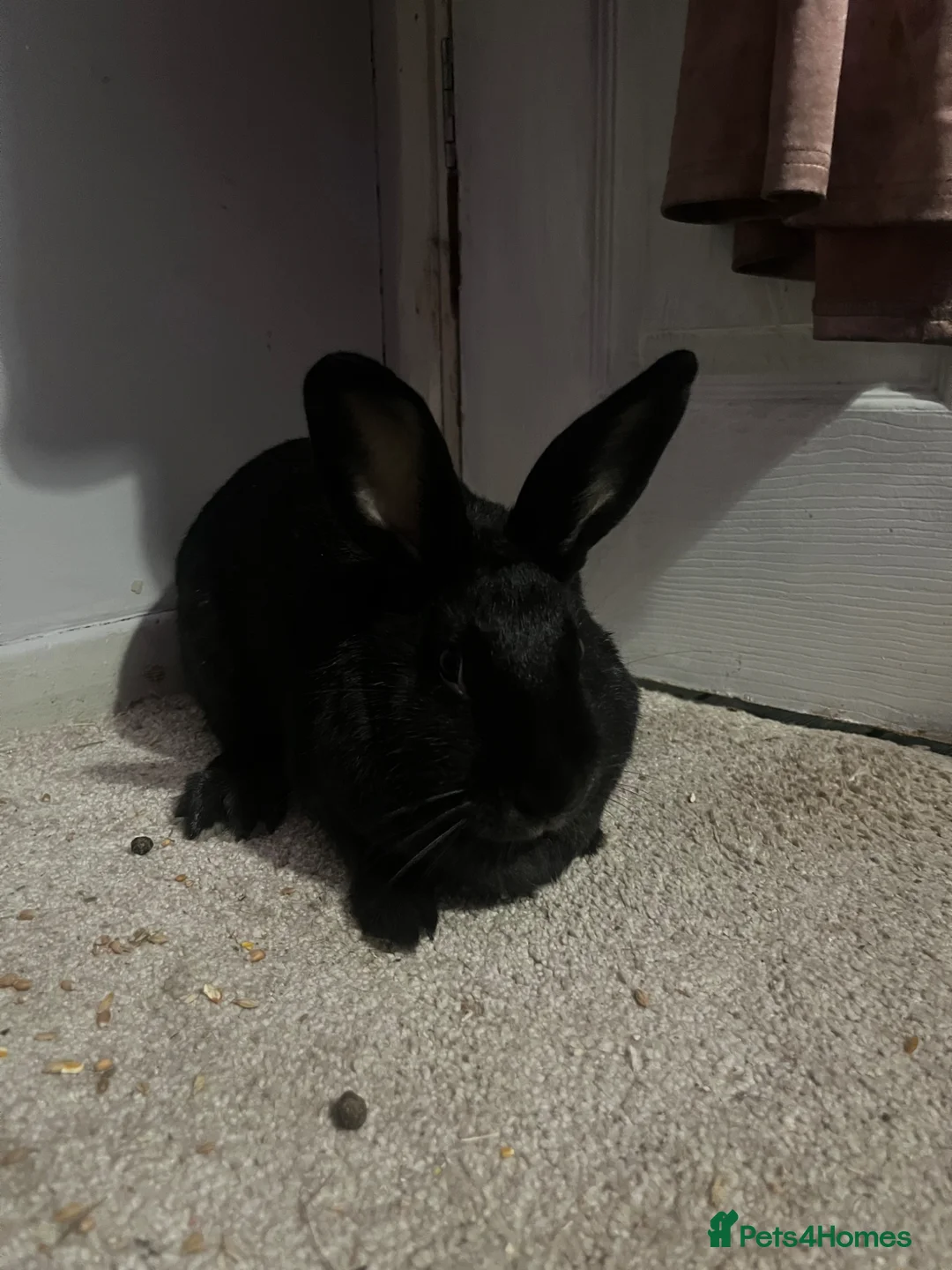 Mixed Breed rabbits for sale: female rabbit for sale  - Advert 1
