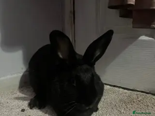 Mixed Breed rabbits female rabbit for sale - Advert 2