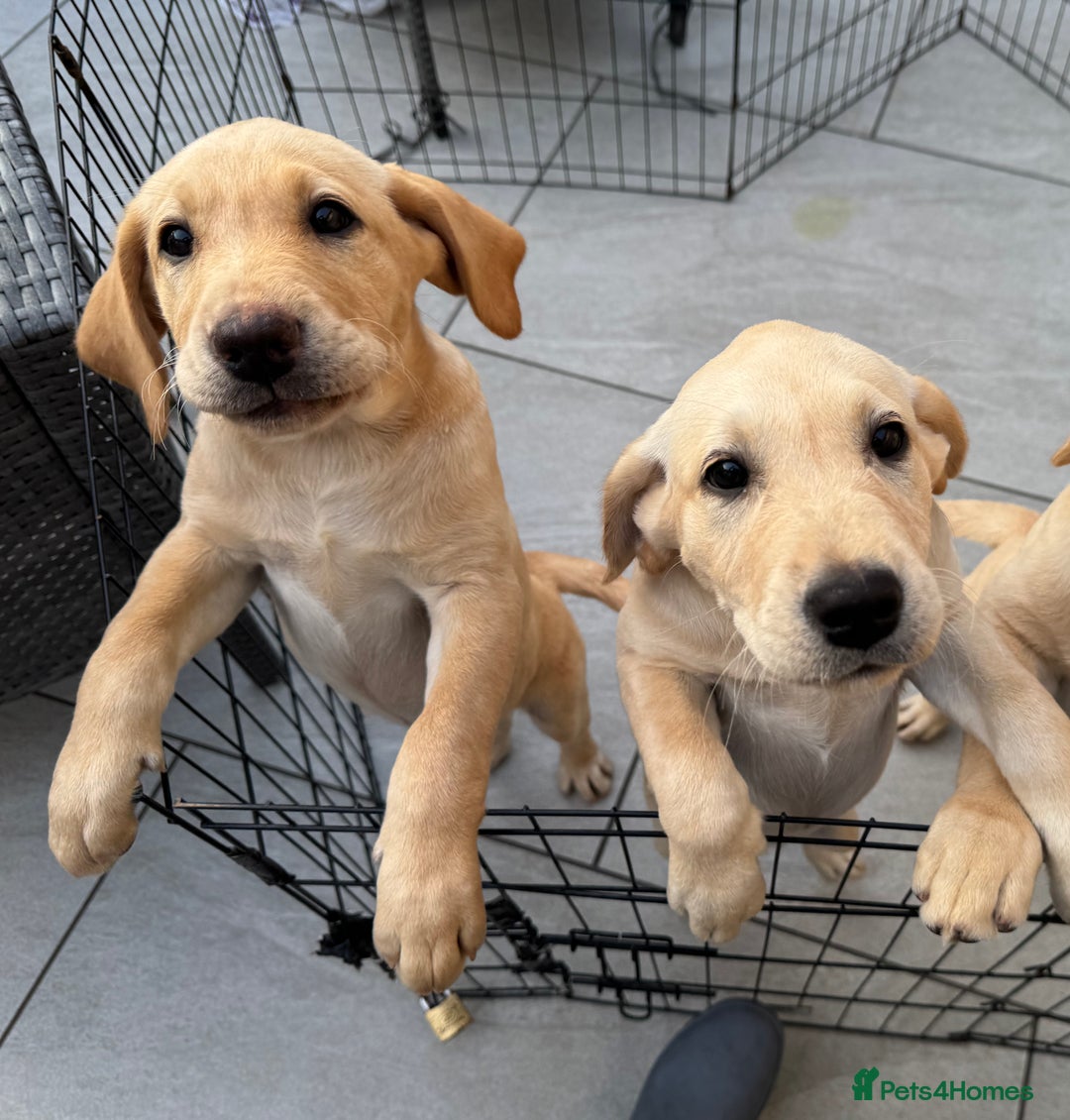 Labrador Retriever dogs for sale:  Unique Labrador ready for new home - Image 11