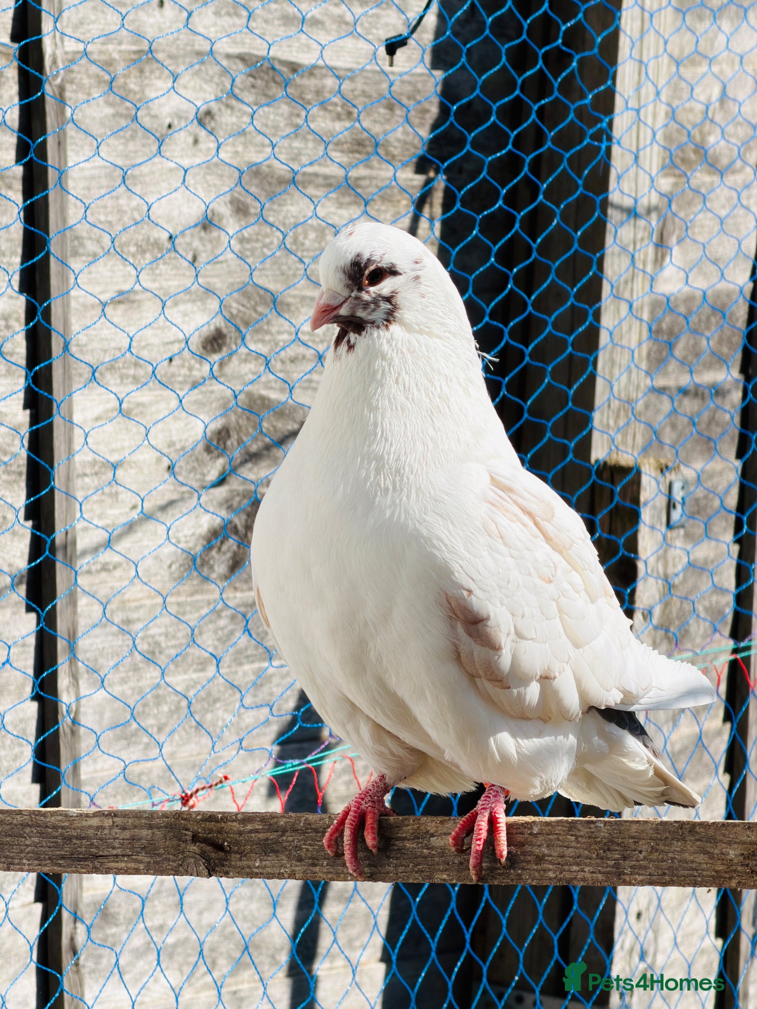Pigeons birds Iranian and pigeon  - Advert 24
