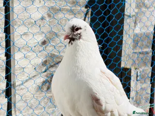 Pigeons birds Iranian and pigeon - Advert 24