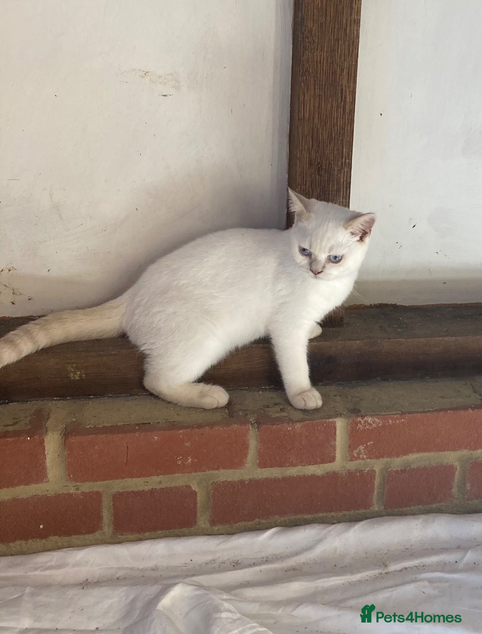 British Shorthair cats British Shorthair Kitten - Advert 1