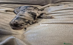 Labradoodle dogs for sale: F1b labradoodle puppies - Image 3
