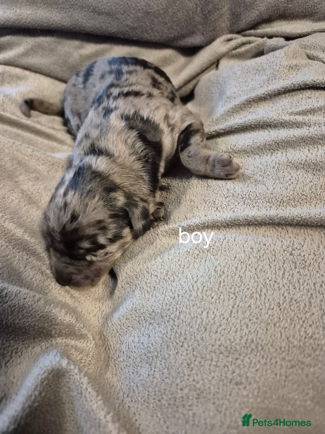 Labradoodle dogs for sale: F1b labradoodle puppies - Image 3