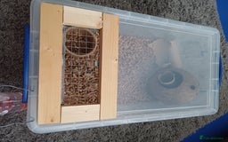 Mouse rodents for sale: 1 male and 4 female mice  - Image 2