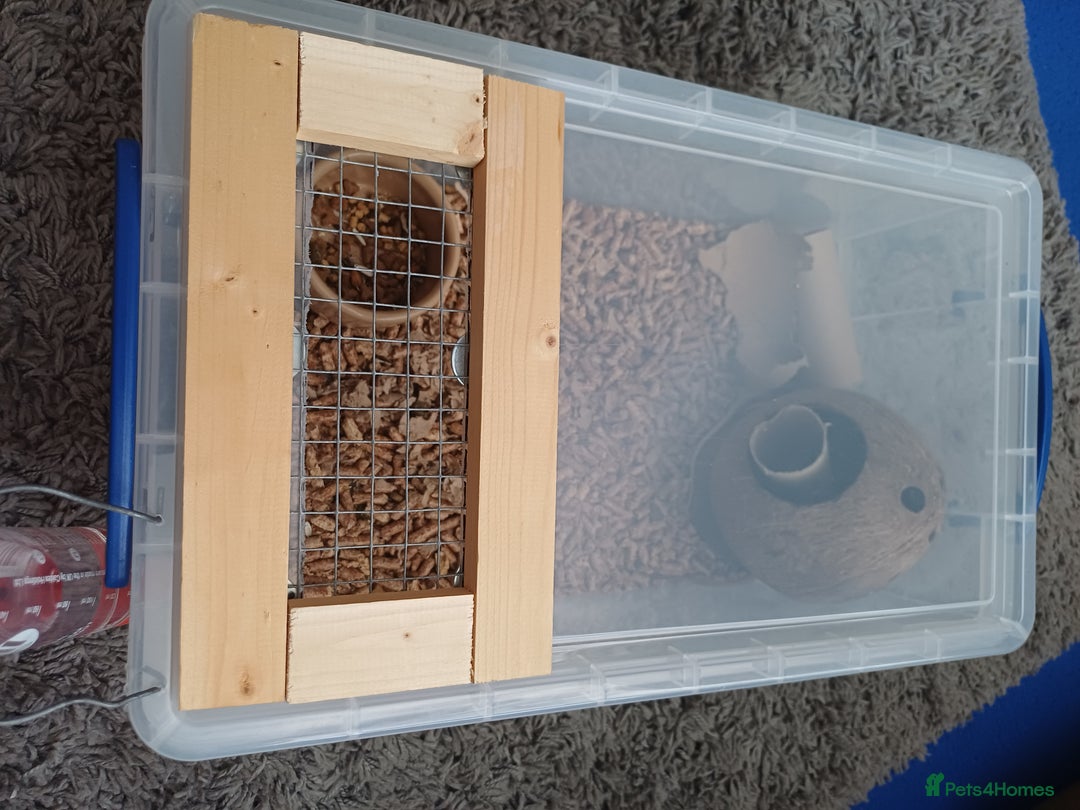 Mouse rodents for sale: 1 male and 4 female mice  - Image 2