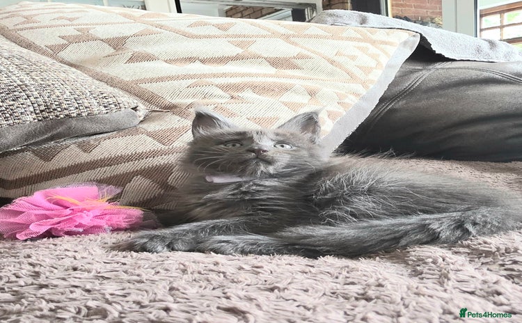 Maine Coon cats - Advert 3