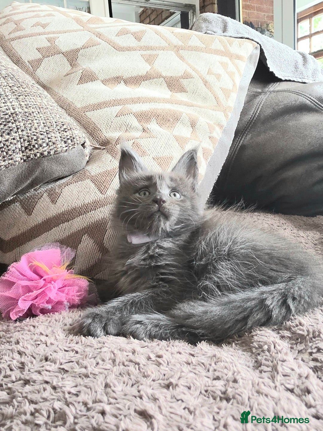 Maine Coon cats for sale: Maine coon pedigree kittens  - Image 1