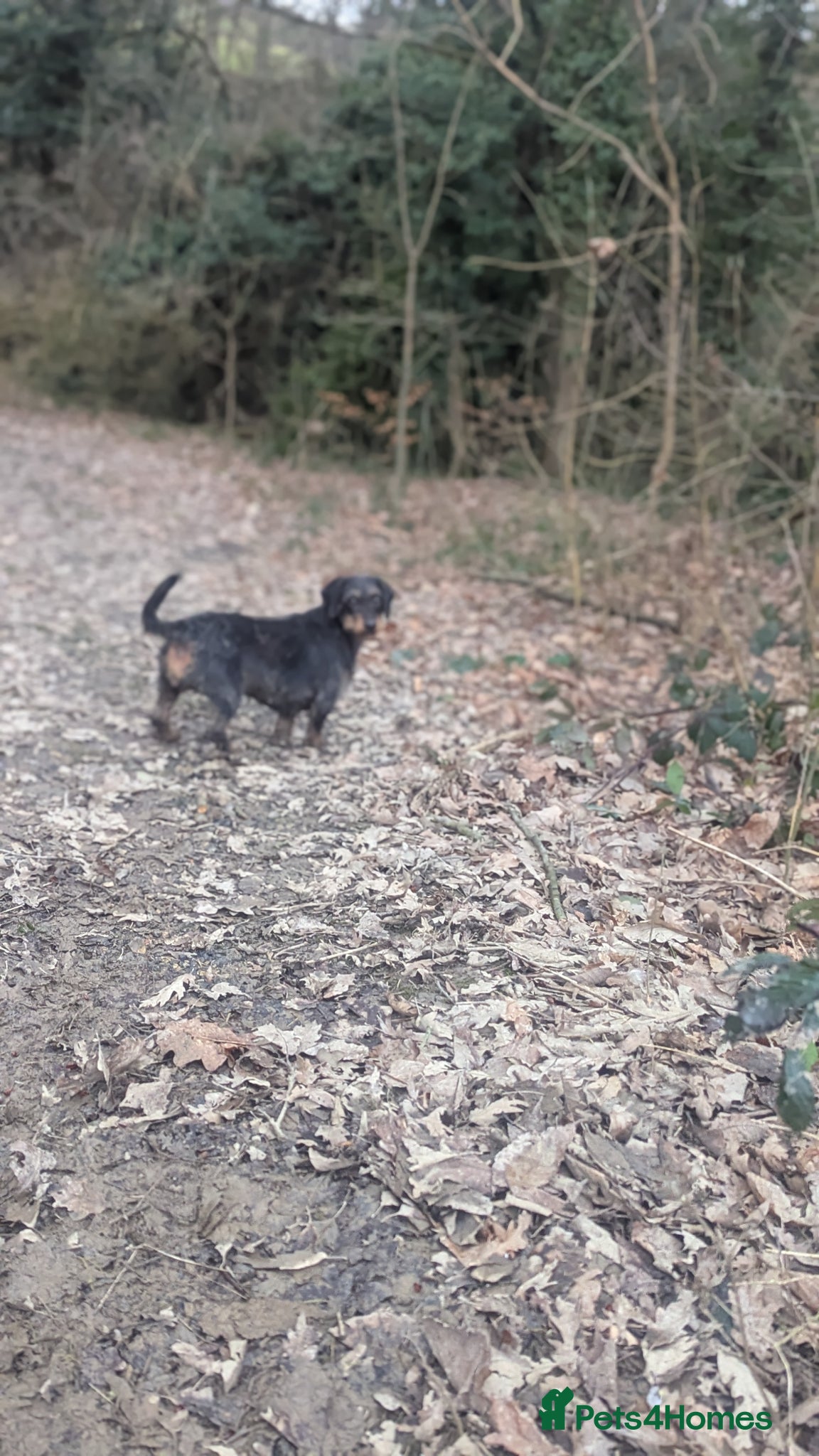 Mixed Breed dogs for sale: 3 year old sproodle X dachshund - Advert 3