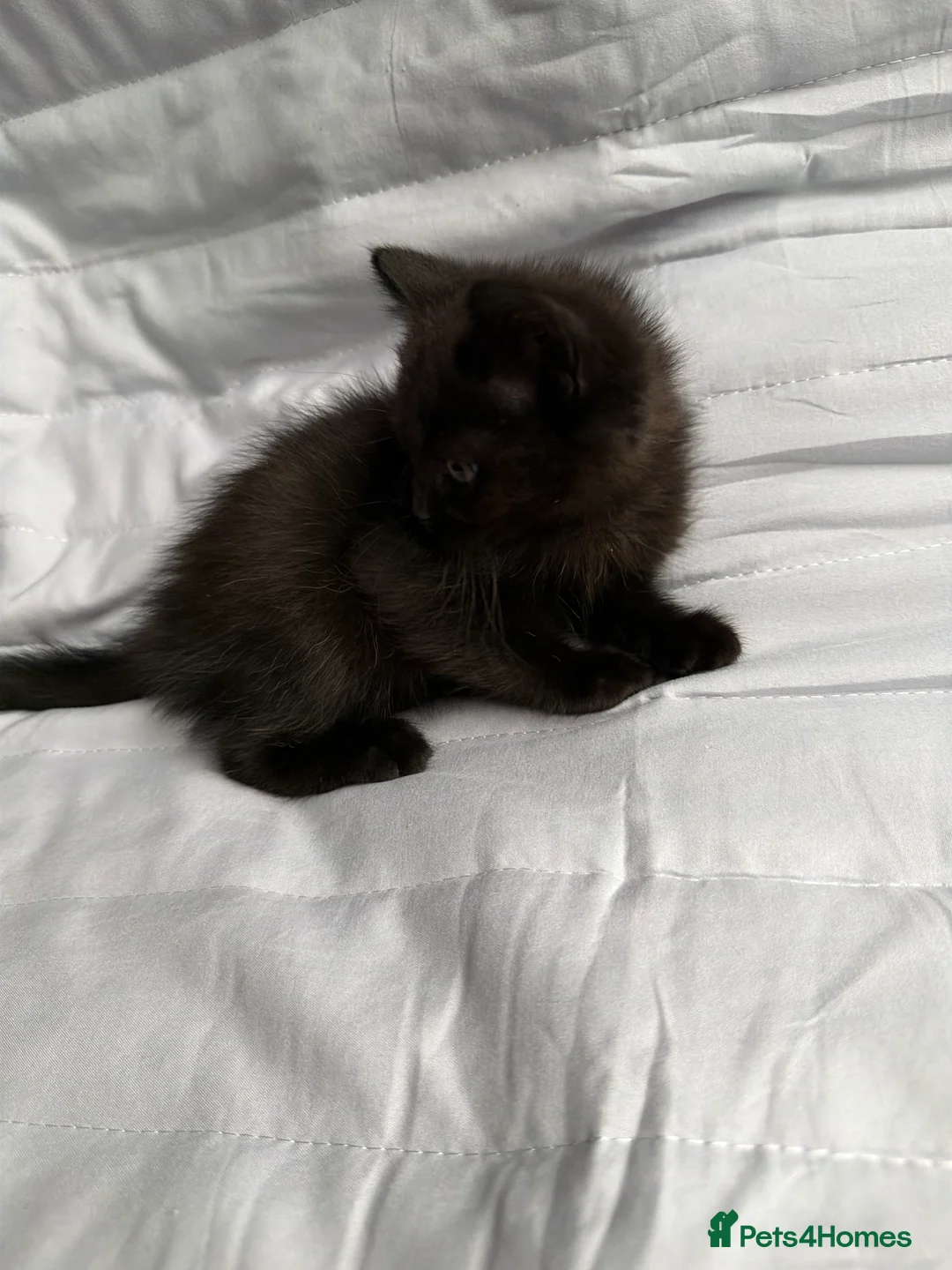 British Shorthair cats for sale: Pedigree BSH British cat kittens  - Advert 12