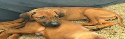Rhodesian Ridgeback dogs for sale: KC Rhodesian Ridgebacks - Advert 4